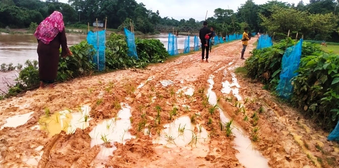 কমলগঞ্জে সংস্কারের দাবিতে রাস্তায় ধানের চারা রোপন করে প্রতিবাদ