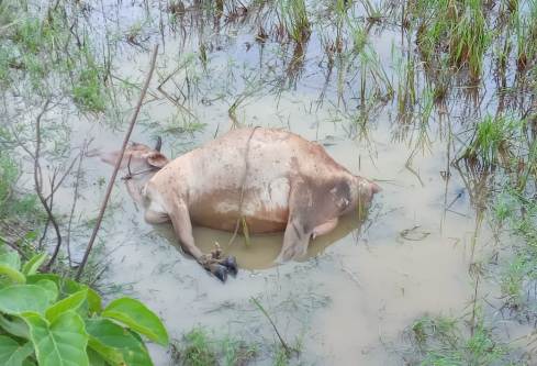 মৌলভীবাজারে পুলিশ সদস্যের বাড়ি থেকে ৪টি গরু চুরি