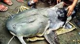 মৌলভীবাজারে এক বাঘাইড় মাছের দাম ৪ লাখ টাকা!