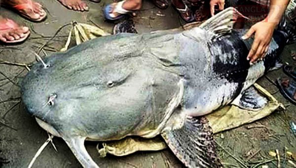 মৌলভীবাজারে এক বাঘাইড় মাছের দাম ৪ লাখ টাকা!