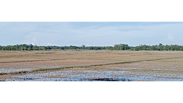 কমলগঞ্জে বন্যায় কৃষির ব্যাপক ক্ষতি