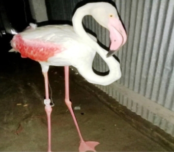 মায়াবী রূপের ভিনদেশি গ্রেটার ফ্লেমিংগো পাখির দেখা মিলেছে পঞ্চগড়ে