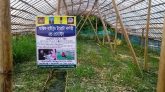 বন্যায় গ্রাফটিং পদ্ধতির টমেটোর চারা উৎপাদনে দেড় কোটি টাকার ক্ষতি