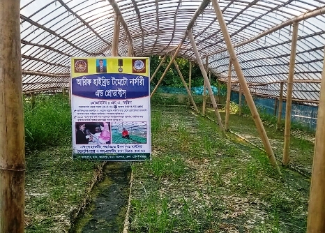 বন্যায় গ্রাফটিং পদ্ধতির টমেটোর চারা উৎপাদনে দেড় কোটি টাকার ক্ষতি