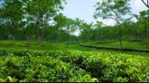 সিলেটে চা বাগান থেকে মানবদেহের বস্তাবন্দী পা উদ্ধার