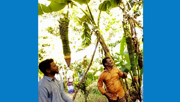 এক ছড়িতেই হাজার কলা!
