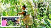 মৌলভীবাজারে খাসিয়া পানের দাম কম থাকায় আর্থিক সংকটে চাষীরা