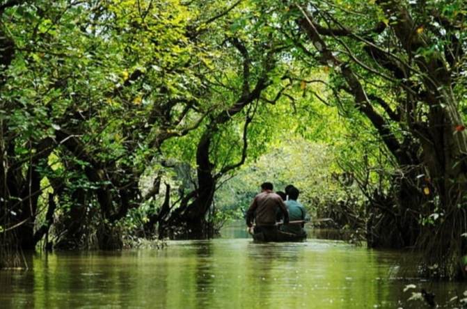 রাতারগুল জলাবনে দর্শনার্থীরা সাড়ে তিন বছরে সরকারকে রাজস্ব দিল প্রায় ৩ কোটি টাকা