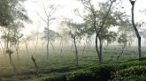 দেশের সর্বনিম্ন তাপমাত্রা আজ শ্রীমঙ্গলে