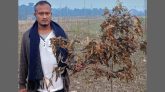 নবীগঞ্জ কুর্শিতে ১২’শ গাছের চারা কেটে দিয়েছে দুর্বৃত্তরা, থানায় অভিযোগ