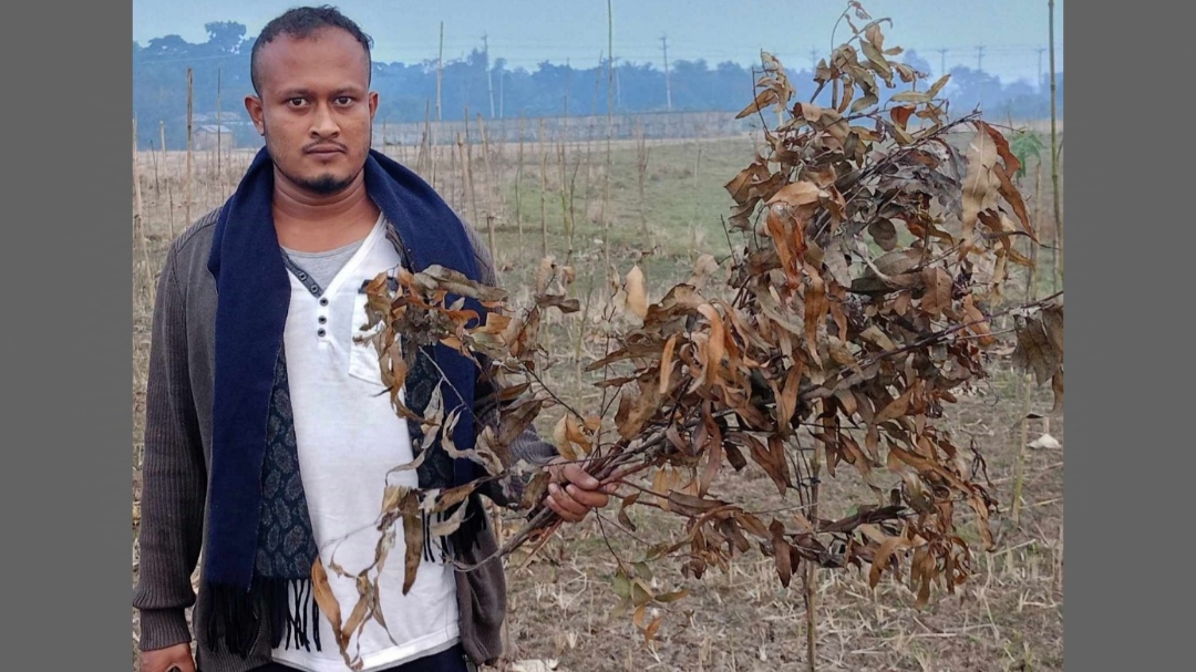 নবীগঞ্জ কুর্শিতে ১২’শ গাছের চারা কেটে দিয়েছে দুর্বৃত্তরা, থানায় অভিযোগ