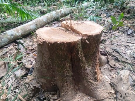 লাউয়াছড়া বন থেকে একরাতে ৩টি সেগুন গাছ চুরি