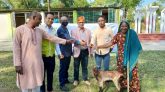 কমলগঞ্জে বন্যা পরবর্তী পূণর্বাসনের জন্য হাঁস ও ছাগল বিতরণ