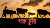 বিশ্বনাথে গোয়ালঘরের তালা ভেঙ্গে কৃষকের ৫টি গরু চুরি