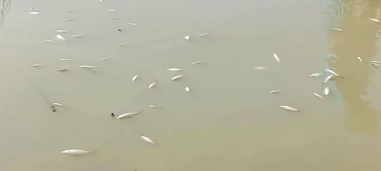 ওসমানীনগরে মাছের সঙ্গে এ কেমন শত্রুতা!