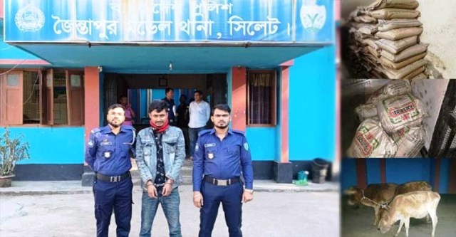 জৈন্তাপুরে পৃথক অভিযানে চিনি, চা পাতা, গরুসহ আটক ১