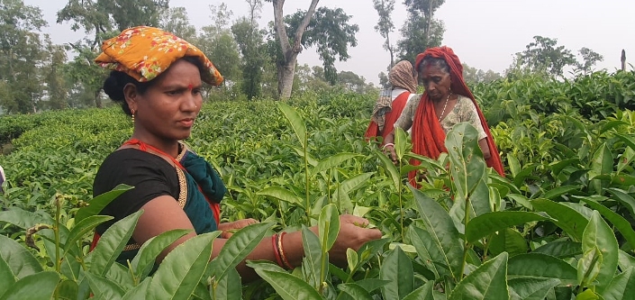 দু’সপ্তাহের বকেয়া মজুরি পেয়ে কাজে ফিরলেন এনটিসি চা বাগানের শ্রমিকরা