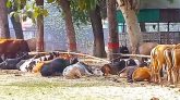 সুনামগঞ্জে ৪০টি ভারতীয় গরু জব্দ, আটক ৪