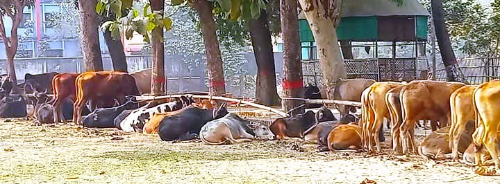সুনামগঞ্জে ৪০টি ভারতীয় গরু জব্দ, আটক ৪