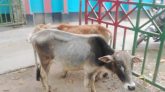 জৈন্তাপুরে পুলিশের অভিযানে ৬টি ভারতীয় গরু আটক