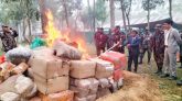 শ্রীমঙ্গলে দেড় কোটি টাকার মাদকদ্রব্য বিনষ্ট করলো বিজিবি