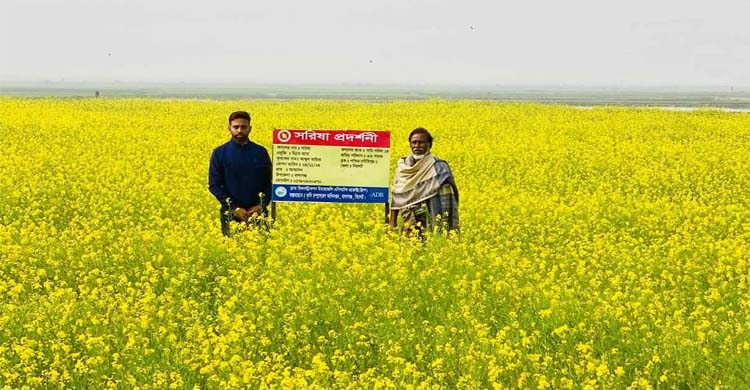 বালাগঞ্জে মাঠজুড়ে হলুদ ফুলে দুলছে কৃষকের রঙিন স্বপ্ন