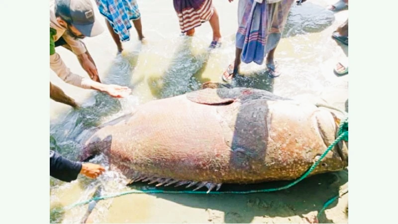জেলের জালে ধরা পড়লো ১৯৪ কেজির ভোল মাছ