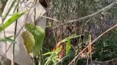 কমলগঞ্জের লাউয়াছড়া বনে আগুন