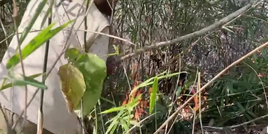 কমলগঞ্জের লাউয়াছড়া বনে আগুন