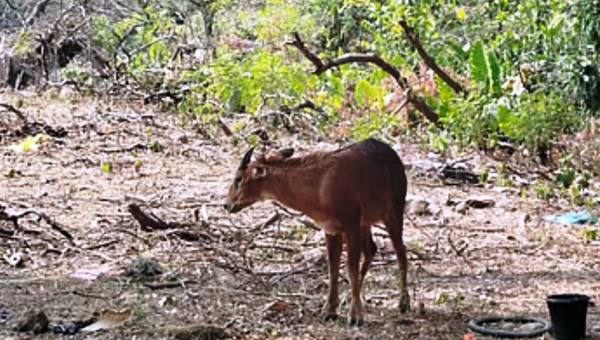 কানাইঘাটে ধরা পড়ল বিলুপ্তপ্রায় বনছাগল, লোভছড়ায় অবমুক্ত