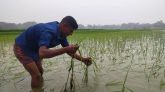 শান্তিগঞ্জে বিলের পানিতে ফসল ডুবির শঙ্কায় কৃষকরা