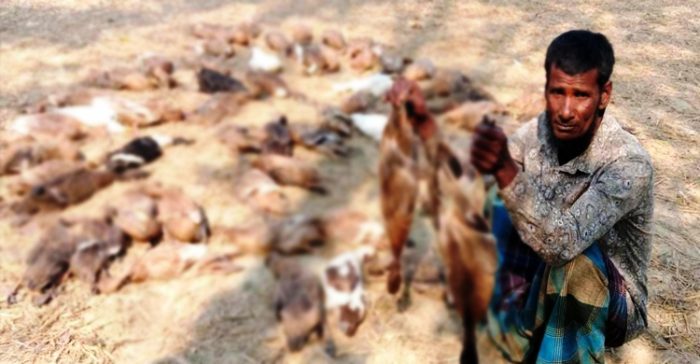 গোয়াইনঘাটে হাঁসের সাথে এ কেমন শত্রুতা