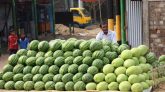 জৈন্তাপুরে তরমুজের বাম্পার ফলন, লাভবান কৃষকরা