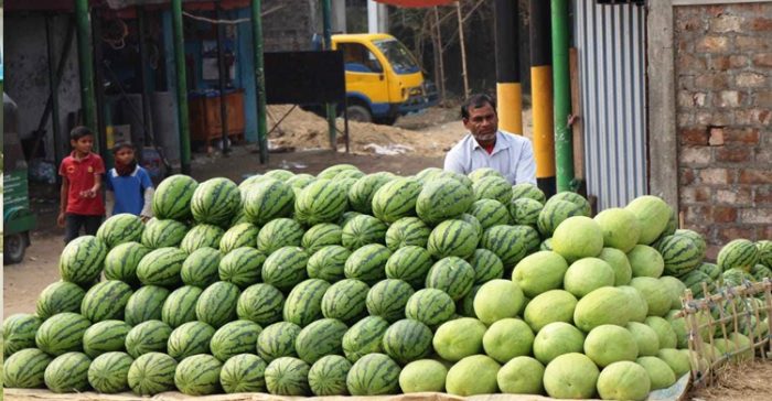 জৈন্তাপুরে তরমুজের বাম্পার ফলন, লাভবান কৃষকরা