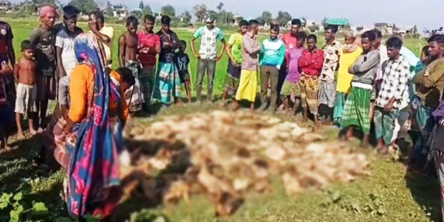 টাঙ্গুয়ার হাওরে পাখি শিকারির বিষে ৫০০ হাঁসের মৃত্যু