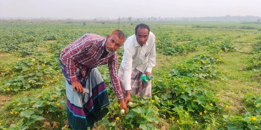 ছাতকে খিরা চাষে কৃষকরা স্বাবলম্বী