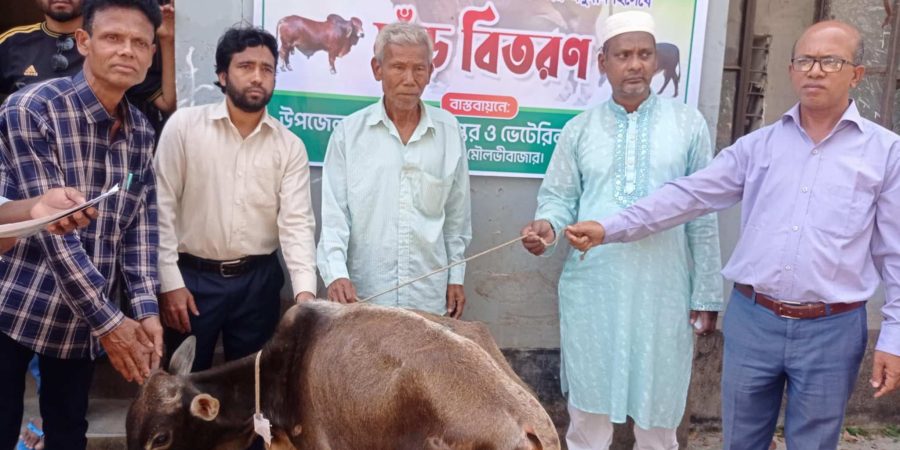 কমলগঞ্জে ক্ষুদ্র নৃ-গোষ্ঠীর মাঝে ষাড় গরু বিতরণ