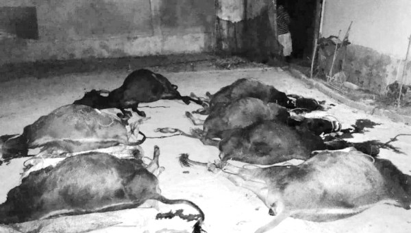 নিরীহ প্রাণীর সাথে এ কেমন শত্রুতা!
