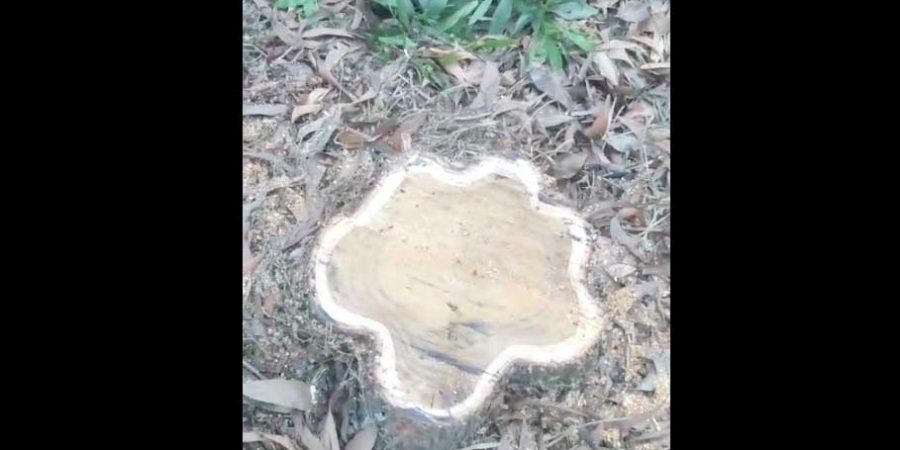 কলমগঞ্জে সড়কের গাছ চুরির অভিযোগ