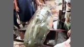বিয়ানীবাজারে ধরা পড়েছে ১৮২ কেজির বাঘাইড় মাছ