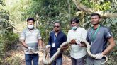 গরম সইতে না পেরে বন ছেড়ে ১৫ ফুট লম্বা অজগর লোকালয়ে