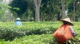 কমলগঞ্জে টানা খরার পর স্বস্তির বৃষ্টিতে প্রাণ ফিরে পেয়েছে চা বাগানগুলো