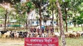 ছাতক সীমান্তে ভারতীয় ৬৫টি দুম্বা-ছাগল আটক