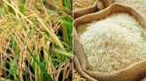 এবার ৩৬ টাকায় ধান, ৪৯ টাকায় চাল কিনবে সরকার