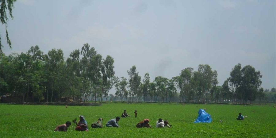 পঞ্চগড়ে বাদাম চাষে ঝুঁকেছে কৃষক