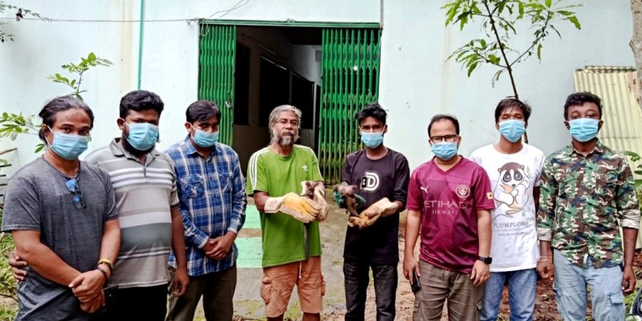 কমলগঞ্জে উদ্ধার গন্ধগোকুলের শাবক লাউয়াছড়া উদ্যানে অবমুক্ত
