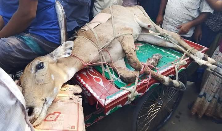 পঞ্চগড়ে একটি বিলুপ্ত প্রজাতির নীলগাই উদ্ধার