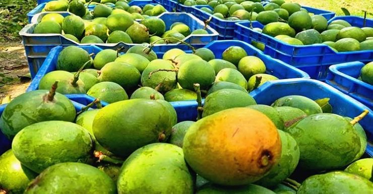 চীন যাচ্ছে ৫০ টন আম