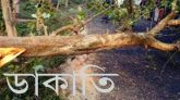 সড়কে গাছ ফেলে ৩টি গাড়িতে ডাকাতি, মোবাইল ও টাকা লুট