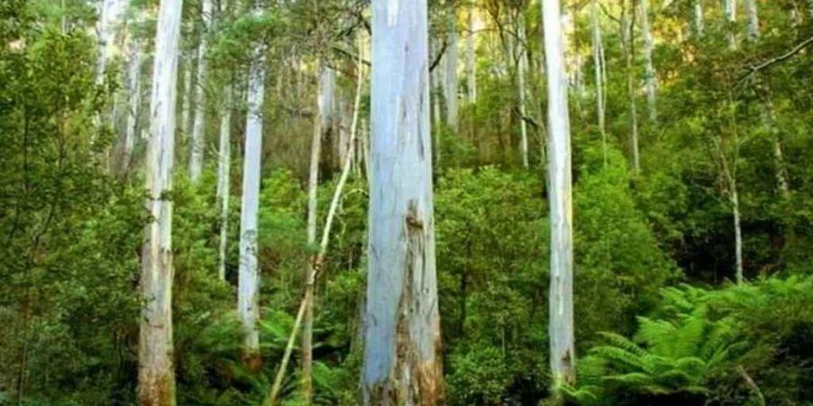 দেশে দুই ধরনের গাছ নিষিদ্ধ